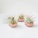 see more listings in the Air Plants & Sea Shells section