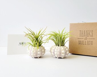 Pair of Air Plants in Knobby Sea Urchin Shell, Stamped Gift Box, Care Instructions