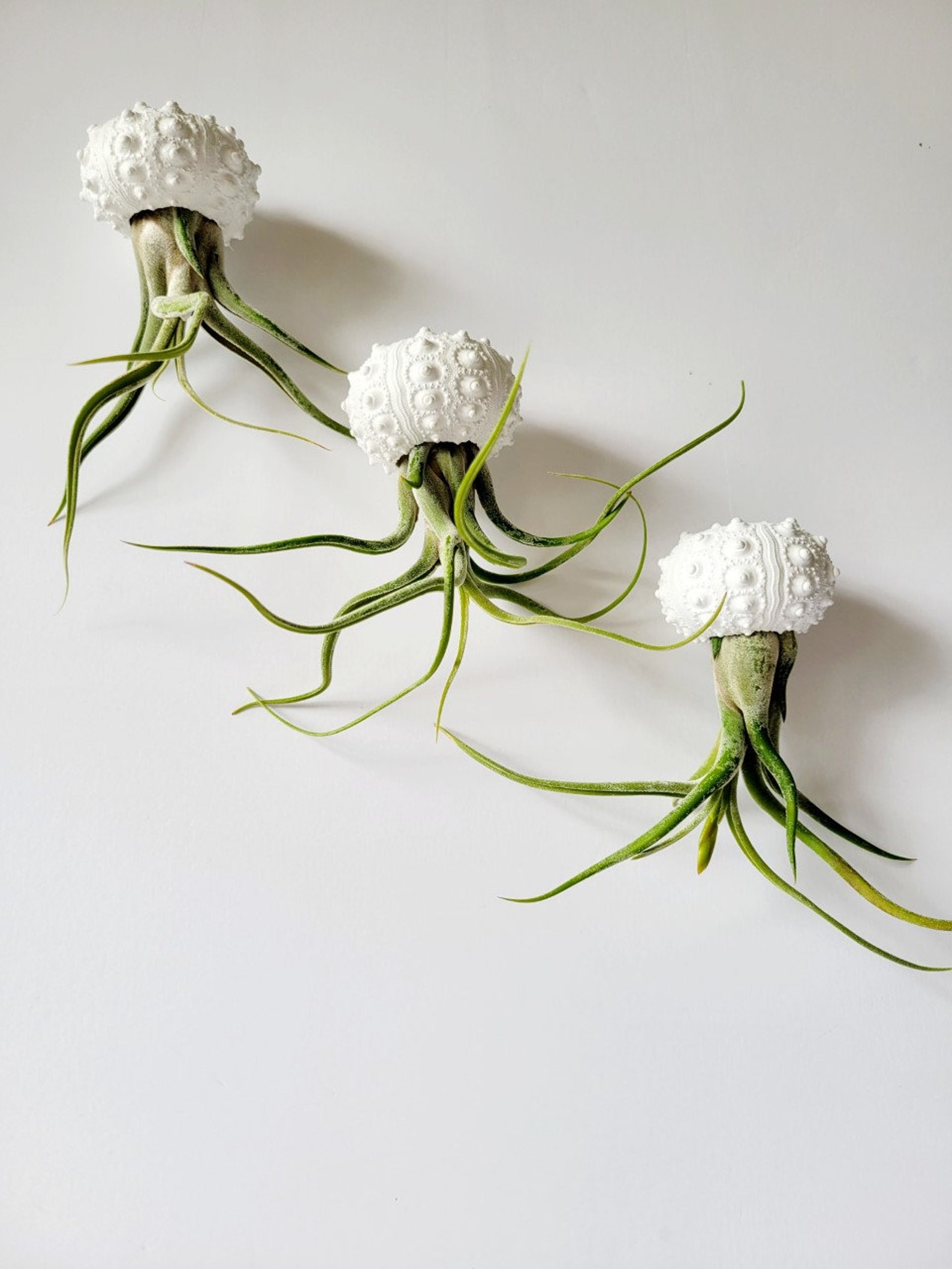 Jellyfish Air Plants With Hand Painted Knobby Shell, Single, Pair or ...