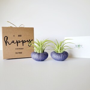 Purple Metallic Shells with Assorted Air Plants, Hand Painted with Stamped Gift Box image 5