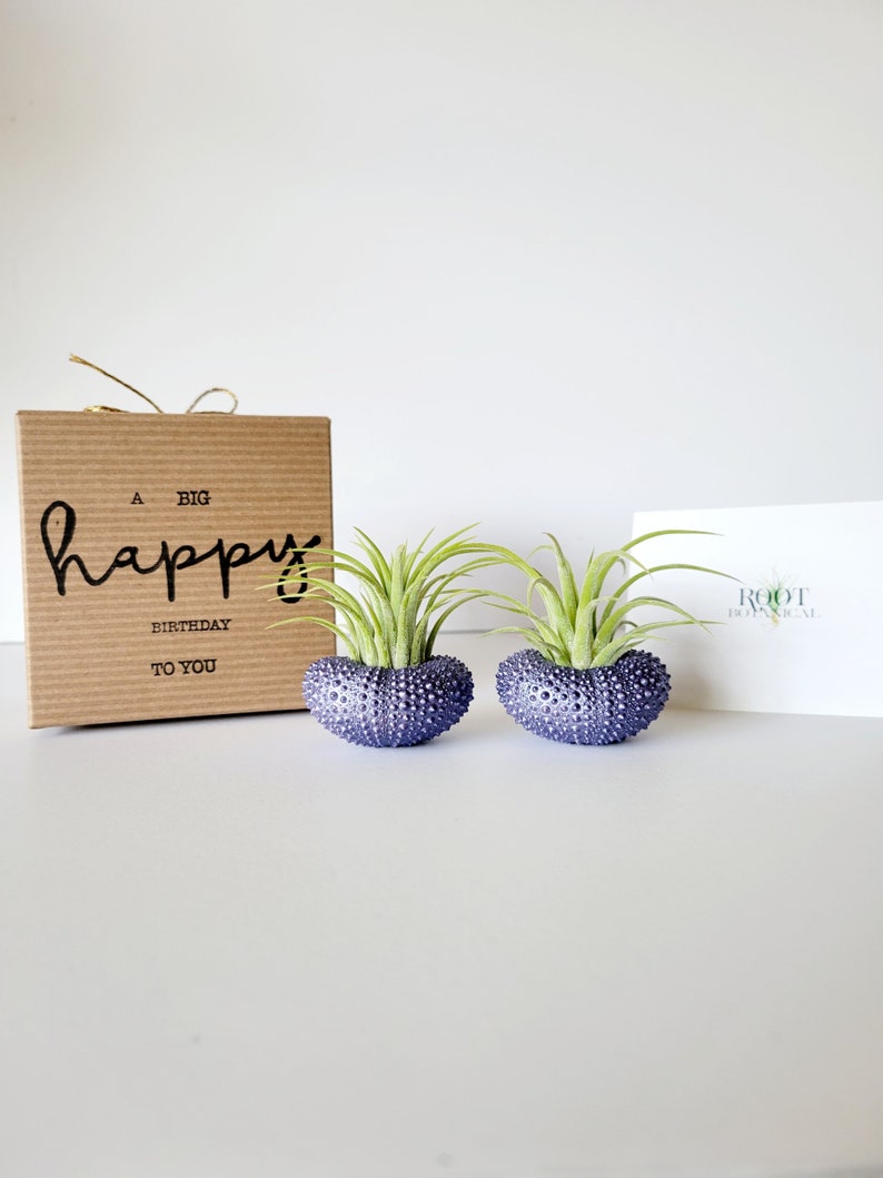 Purple Metallic Shells with Assorted Air Plants, Hand Painted with Stamped Gift Box image 5