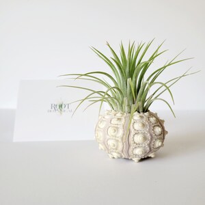 Air Plant in Sputnik Sea Urchin Shell, Stamped Gift Box image 7