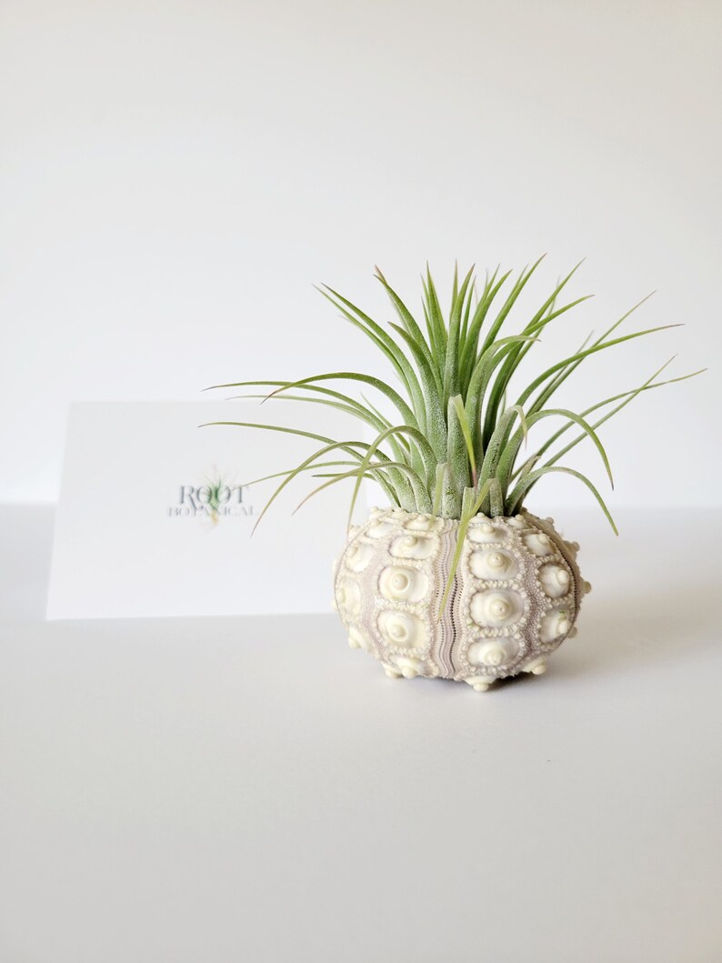 Air Plant in Sputnik Sea Urchin Shell, Stamped Gift Box image 7