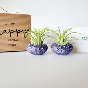 Purple Metallic Shells with Assorted Air Plants, Hand Painted with Stamped Gift Box image 9