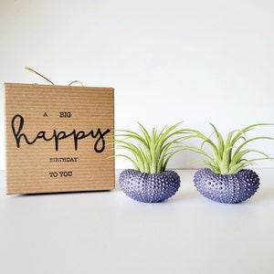 Purple Metallic Shells with Assorted Air Plants, Hand Painted with Stamped Gift Box image 1