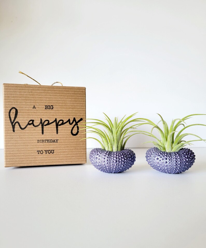 Purple Metallic Shells with Assorted Air Plants, Hand Painted with Stamped Gift Box image 1