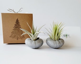 Silver Metallic Shells with Assorted Air Plants, Hand Painted with Stamped Gift Box