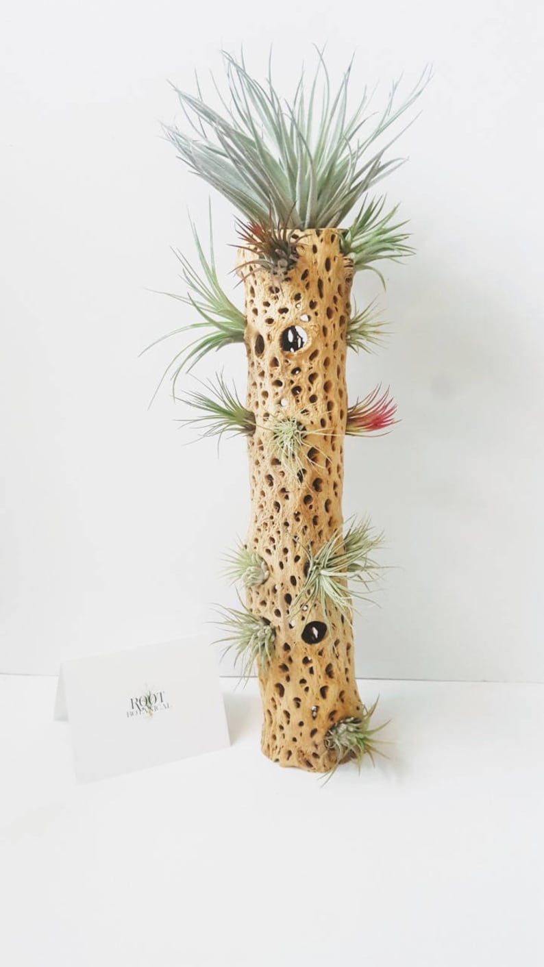 Air Plants Mounted on Large Cholla Cactus