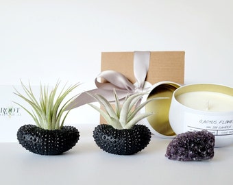Airplants with Hand Painted Black Urchin Shell Holders, Soy Candle & Natural Crystal Gift Box