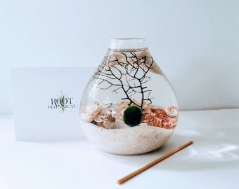 Japanese Marimo Moss Ball Aqua Terrarium, Pink Urchin Teardrop Terrarium, Home Decor, Office Decor, Unique Gift