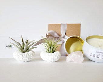 Airplants with Hand Painted White Urchin Shell Holders, Hand Poured Soy Candle & Natural Crystal Gift Box