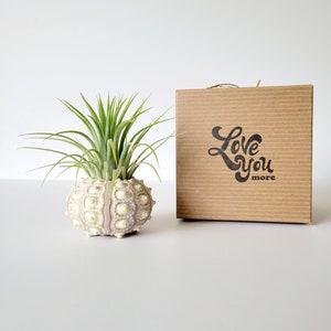 Air Plant in Sputnik Sea Urchin Shell, Stamped Gift Box image 3