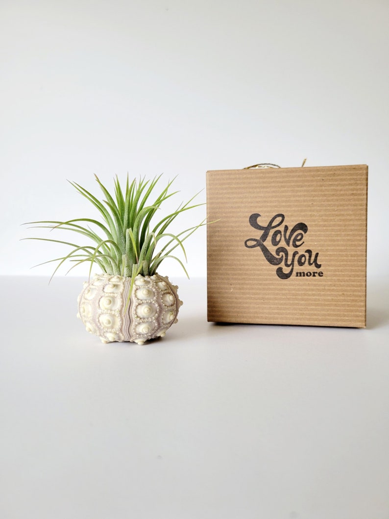 Air Plant in Sputnik Sea Urchin Shell, Stamped Gift Box image 3