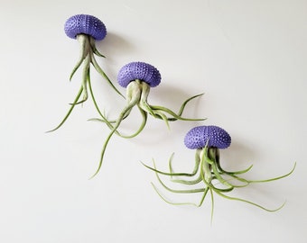 Plantas de aire con forma de medusa morada, conchas metálicas pintadas a mano. Individual, en pareja o en trío