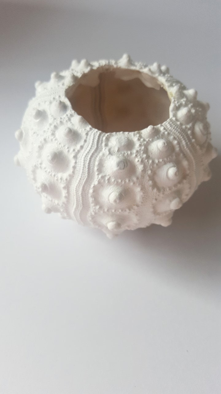 Air Plant in White Hand Painted Sea Urchin Shell - Etsy