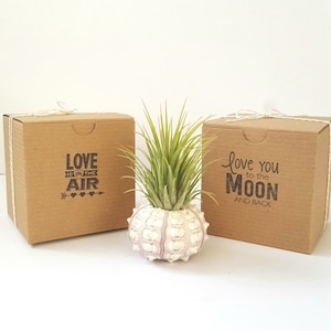 May include: Two brown cardboard boxes with different messages printed on them. The box on the left says "Love is in the air" with an arrow and hearts. The box on the right says "Love you to the moon and back". A small air plant is potted in a white sea urchin.