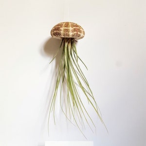 Jelly Fish Air Plant, Single Large Hanging Air Plant