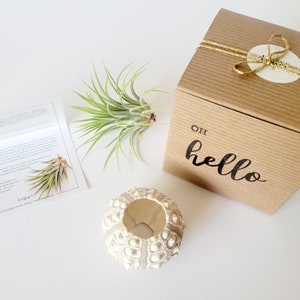 Air Plant in Sputnik Sea Urchin Shell, Stamped Gift Box image 8