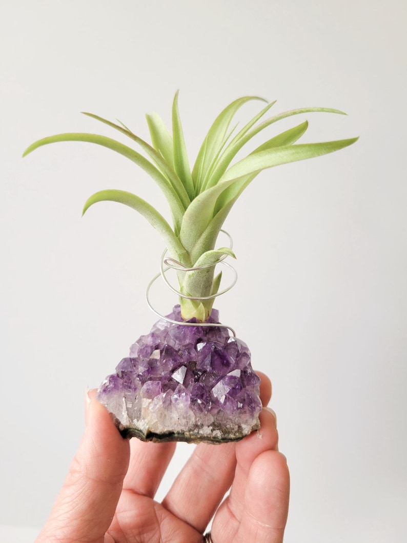 Amethyst Crystal Plant Holder with Air Plant, Hand Stamped Gift Box image 3