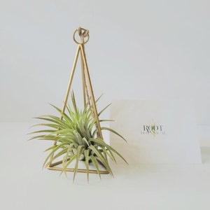 Small Hanging Himelli  Air Plant Hanger with Air Plant Included, Care Instructions
