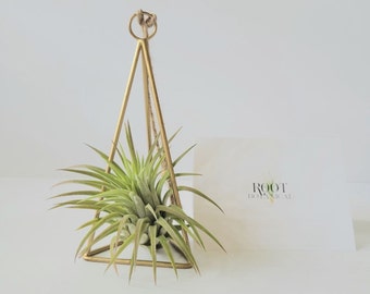 Small Hanging Himelli  Air Plant Hanger with Air Plant Included, Care Instructions