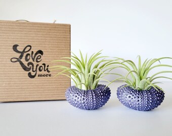 Purple Metallic Shells with Assorted Air Plants, Hand Painted with Stamped Gift Box