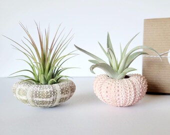 Par surtido de plantas de aire y conchas, en caja de regalo, instrucciones de cuidado incluidas