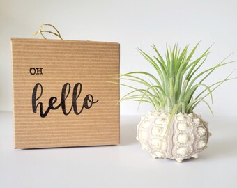 Planta de aire en concha de erizo de mar Sputnik, caja de regalo estampada