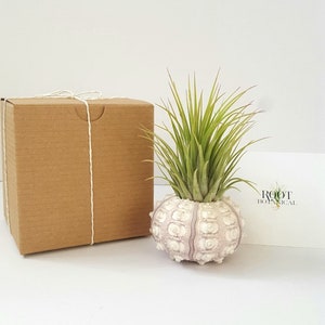 Air Plant in Sputnik Sea Urchin Shell, Stamped Gift Box image 5