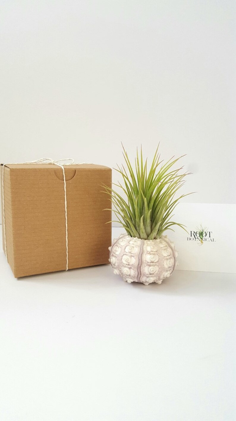 Air Plant in Sputnik Sea Urchin Shell, Stamped Gift Box image 5
