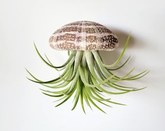 Planta de aire Jellyfish, completamente ensamblada, en caja de regalo, instrucciones de cuidado incluidas