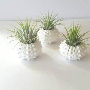 Air Plants in White Sputnik Sea Shell, Gift Boxed image 7