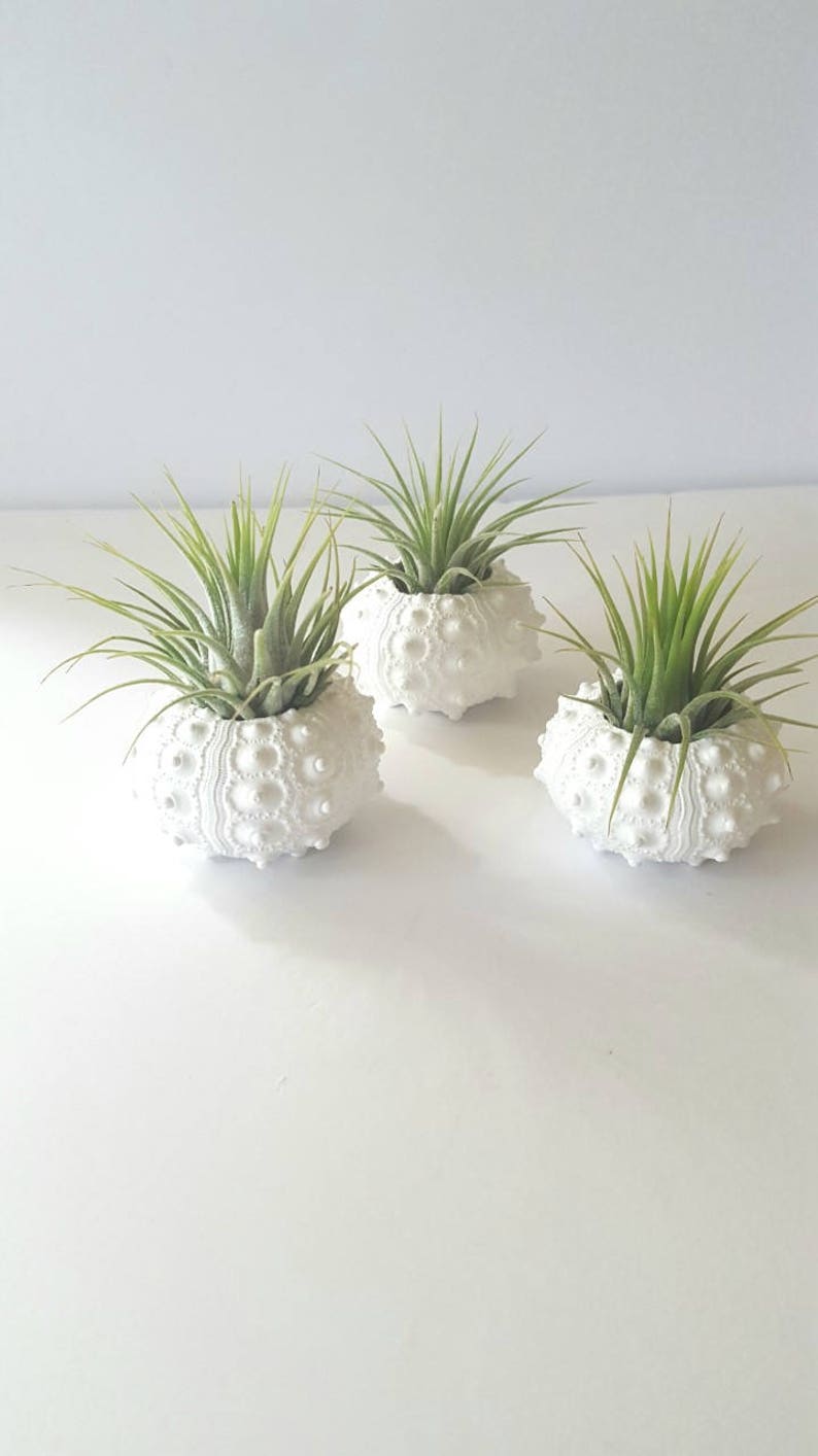 Air Plants in White Sputnik Sea Shell, Gift Boxed image 7