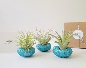 Conchas de erizo de mar metalizadas color verde azulado con plantas aéreas variadas, pintadas a mano con caja de regalo estampada