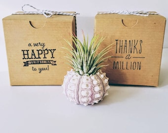 Planta de aire en concha de erizo de mar nudoso, caja de regalo estampada incluida