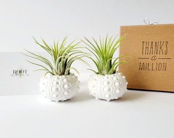 Par de plantas de aire en concha de erizo de mar nudosa pintada a mano en blanco, caja de regalo estampada, instrucciones de cuidado