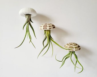 Single Jellyfish Air Plant, Fully Assembled, Gift Boxed