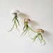 see more listings in the Jellyfish Air Plants section