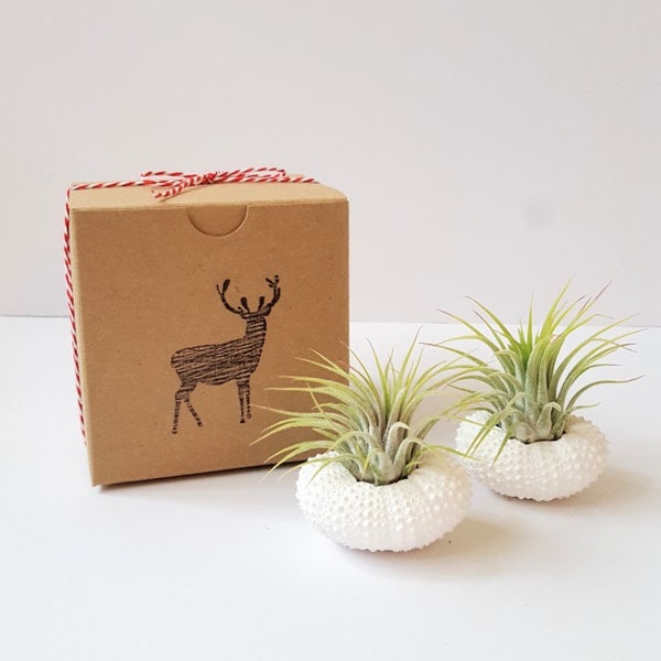 Two Air Plants in White Urchin Shells, Christmas Stamped Gift Box