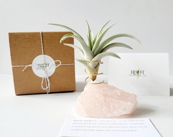 Rose Quartz Plant Holder with Air Plant, Stamped Gift Box