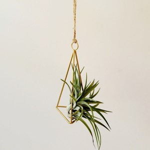 Himelli Air Plant Pyramid,  Air Plant Hanger with Air Plant Included, Care Instructions