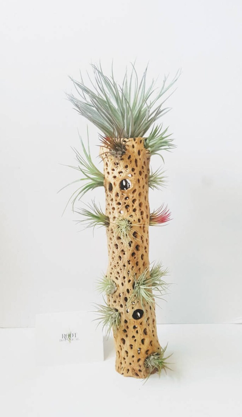 Air Plants Mounted on Large Cholla Cactus