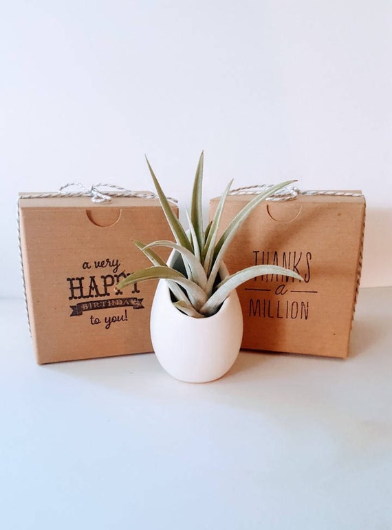 Sputnik Sea Urchin with Air Plant Pair or Trio Air Plants and Sea Shell Planter Gift Box and Care Instructions Included