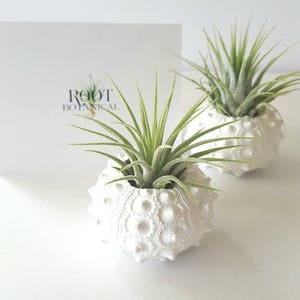 Air Plants in White Sputnik Sea Shell, Gift Boxed image 1