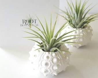 Air Plants in White Sputnik Sea Shell, Gift Boxed