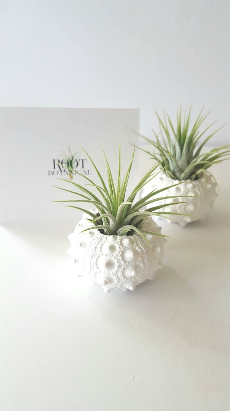 Air Plants in White Sputnik Sea Shell, Gift Boxed image 1