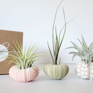 May include: Three air plants in sea urchin shell planters. The planters are in shades of pink, green, and white. The air plants have green and gray-green leaves. A brown box with a white label and string is in the background.