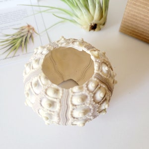 Air Plant in Sputnik Sea Urchin Shell, Stamped Gift Box image 9