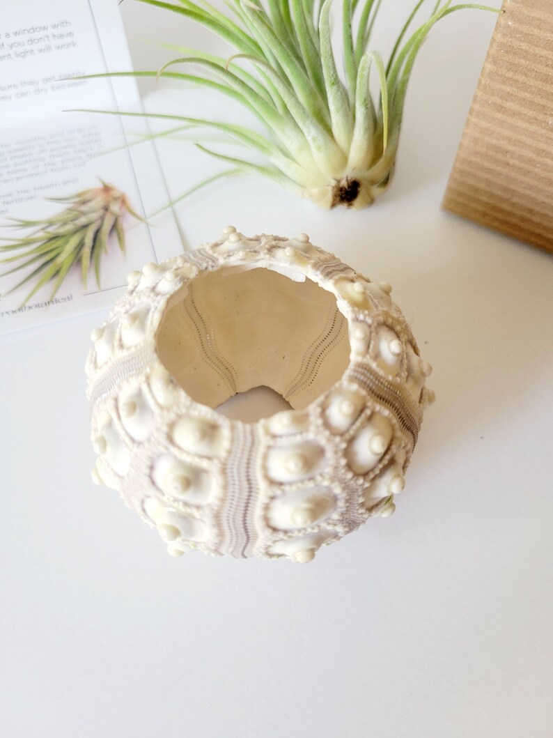 Air Plant in Sputnik Sea Urchin Shell, Stamped Gift Box image 9