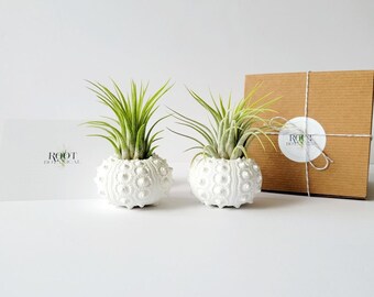 Par de plantas de aire en concha de erizo de mar Knobby pintada a mano blanca, caja de regalo estampada, instrucciones de cuidado